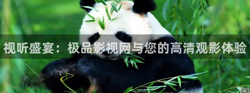 中文字幕在线不卡电影：视听盛宴：极品影视网与您的高清观影体验